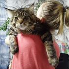 Мейн-кун котёнок