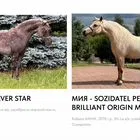 Американские миниатюрные лошади плем.хозяйство