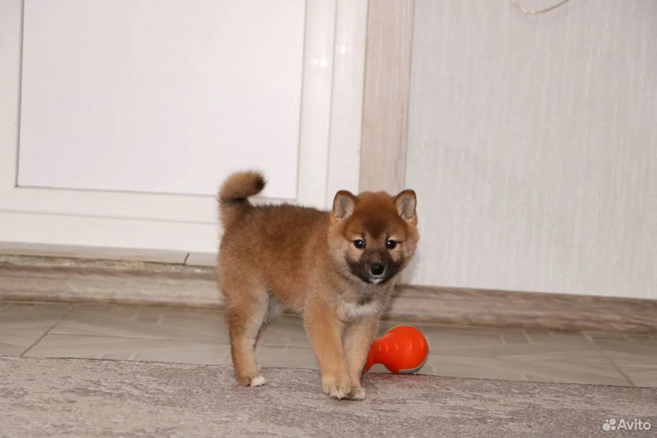 Сиба-ину, щенок, Краснодар