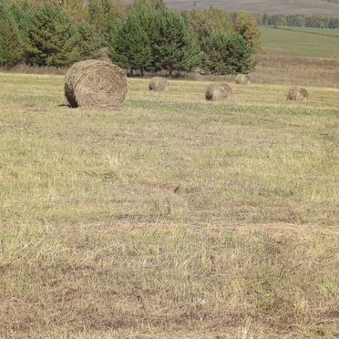 Сено в рулонах