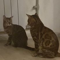 Бенгальский кот, вязка, Воронеж