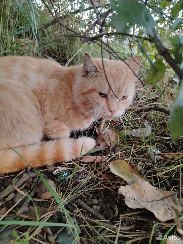 Котёнок в добрые руки, Краснодар