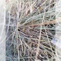 Продам сено в рулонах, Чита