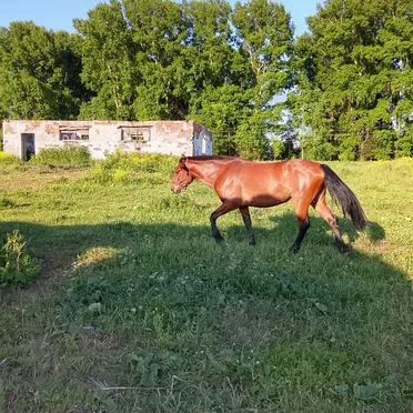 Лошадь