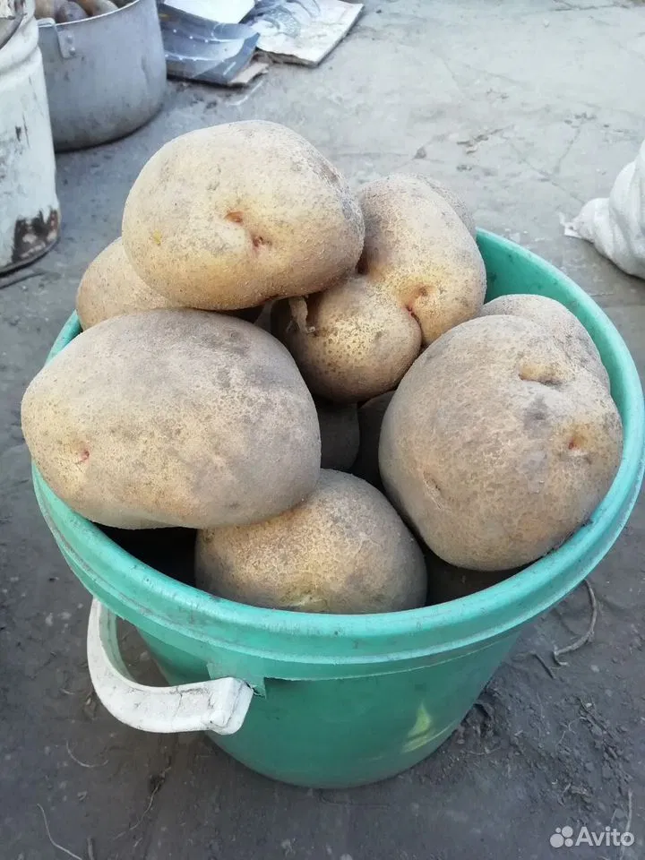 Продам картофель, Курск