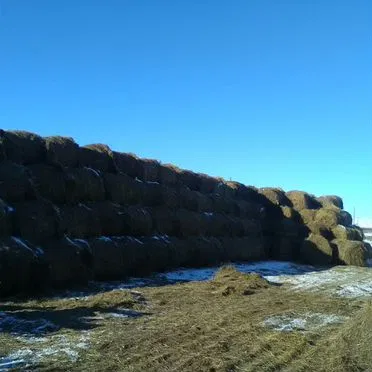 Продам сено в рулонах, свежее