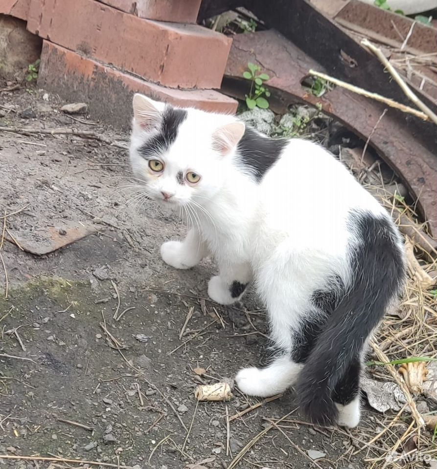 Котёнок в добрые руки, Краснодар
