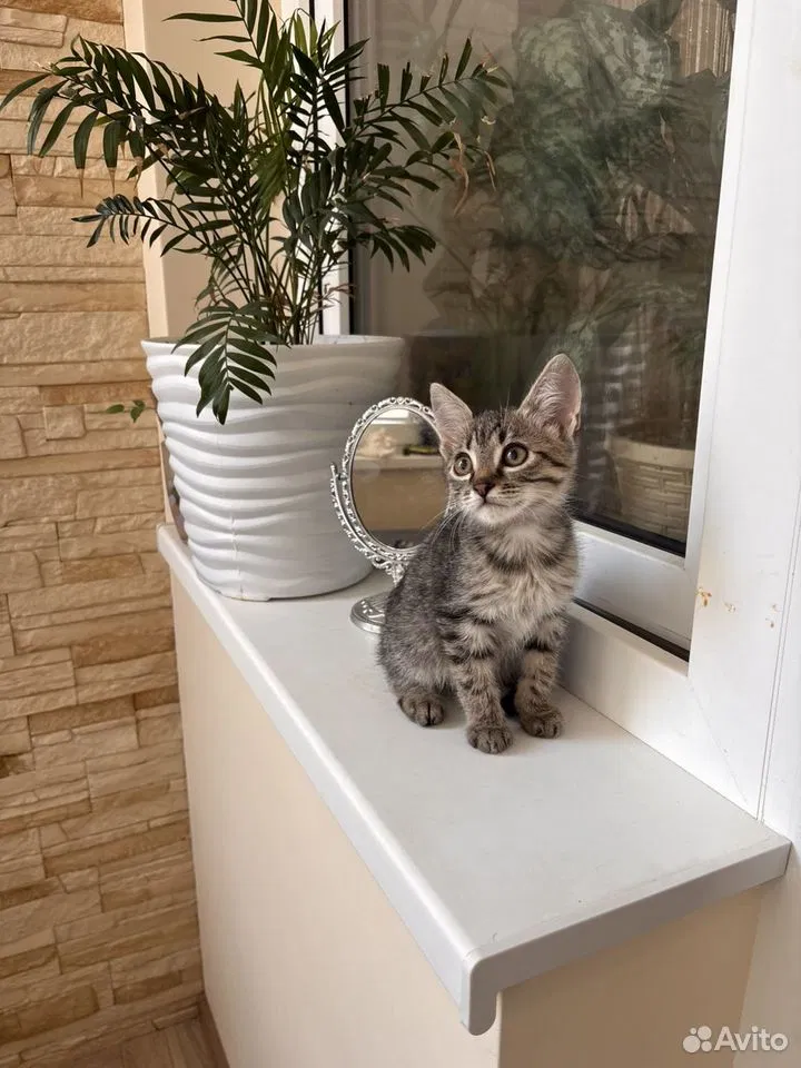 Котёнок в добрые руки, Краснодар