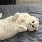 Шотландский прям оухий короткошёрстный кот, вязка