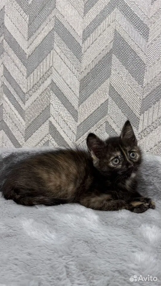 Котёнок в добрые руки, Тюмень