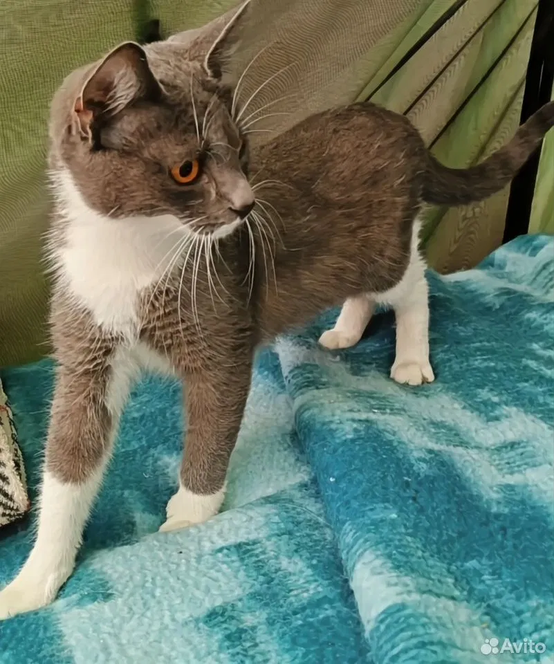 Котёнок в добрые руки, Краснодар
