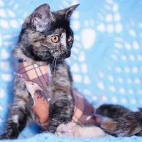Британский короткошёрстный котёнок, Белгород