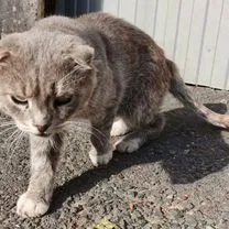 Шотландский вислоухий короткошёрстный, взрослый кот, Москва
