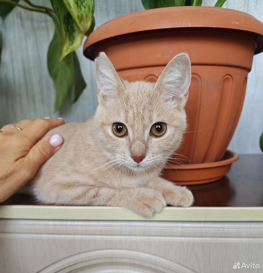 Взрослая, кошка в добрые руки, Краснодар