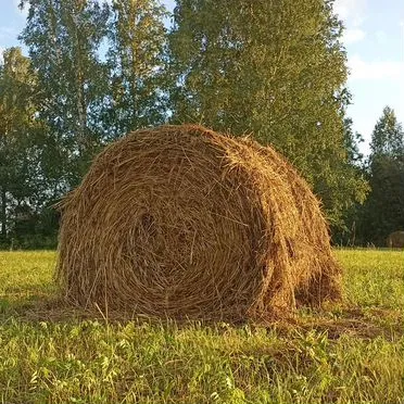 Сено в тюках