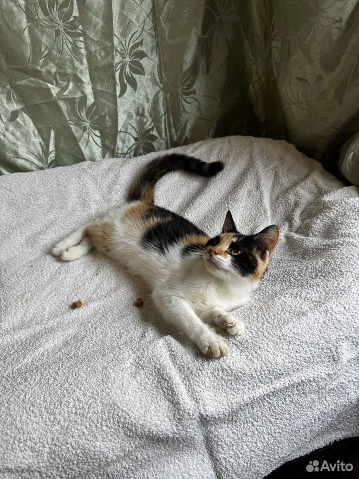 Котёнок в добрые руки, Краснодар