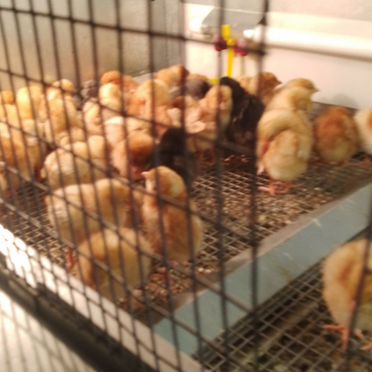 Инкубация и продажа цыплят, кур, гусей, индейки