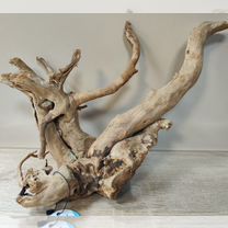 Коряги для аквариума, Благовещенск