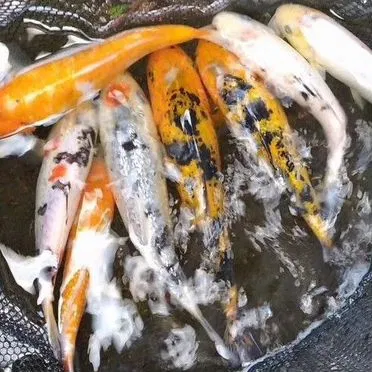 Карпы кои, золотые рыбки кометы