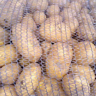 Картофель некондиция, крупный, гала