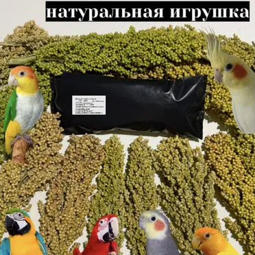 Сорго в колосьях,просо,чумиза, корм для попугаев