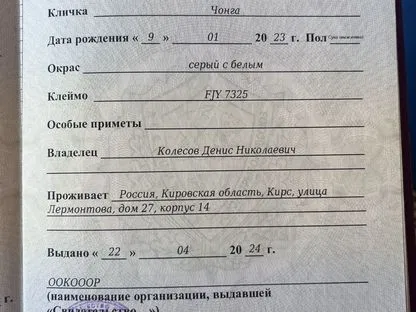 Западносибирская лайка, взрослая собака, Кирс