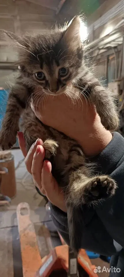 Котёнок в добрые руки, Тюмень