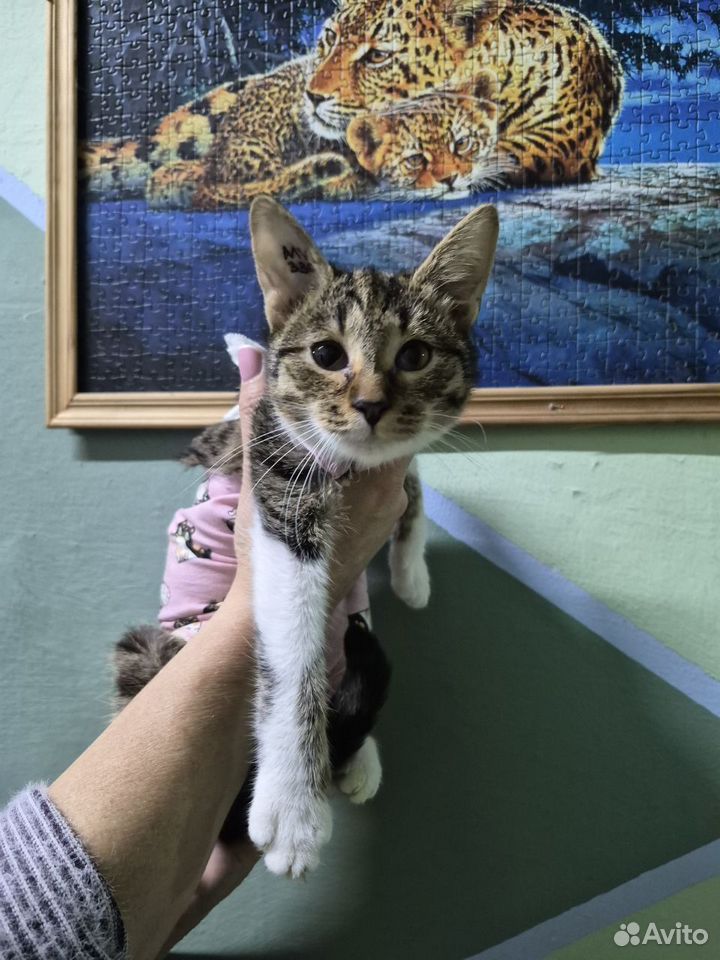 Котёнок в добрые руки, Нижний Новгород