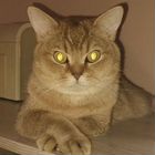 Британский короткошёрстный кот, вязка