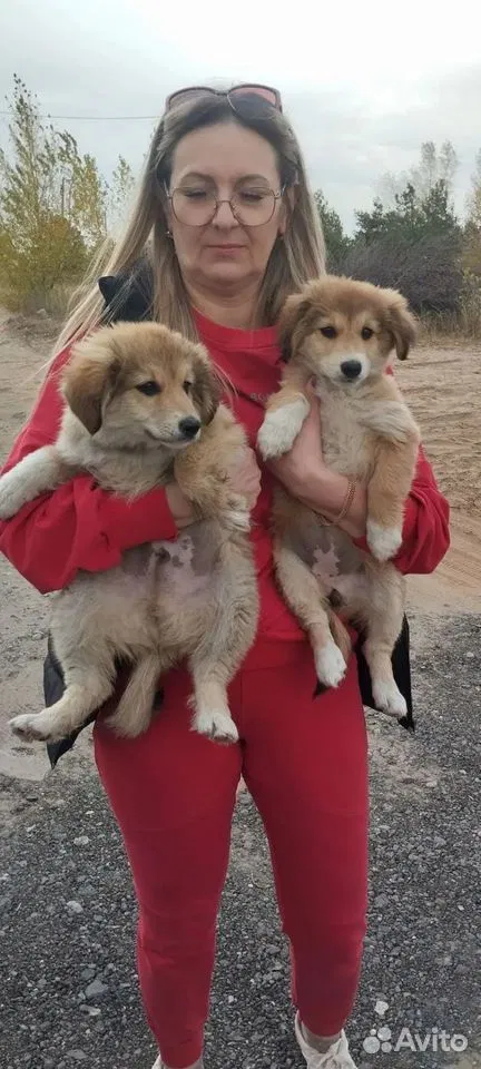 Щенок в добрые руки, Волгоград