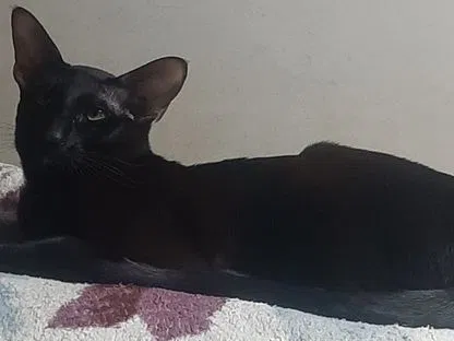 Ориентальный котёнок, Айкино