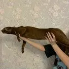 Ориентальный кот, вязка
