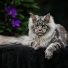 Мейн-кун, кот вязка