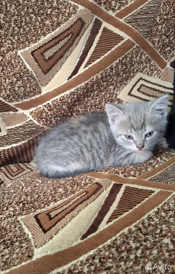 Котёнок в добрые руки, Липецк