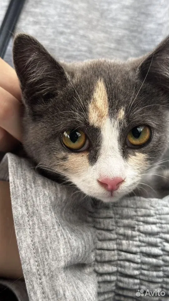 Котёнок в добрые руки, Тюмень