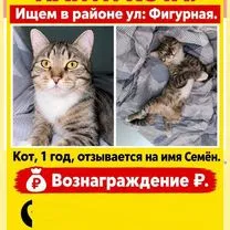 Потерялся кот, Сочи