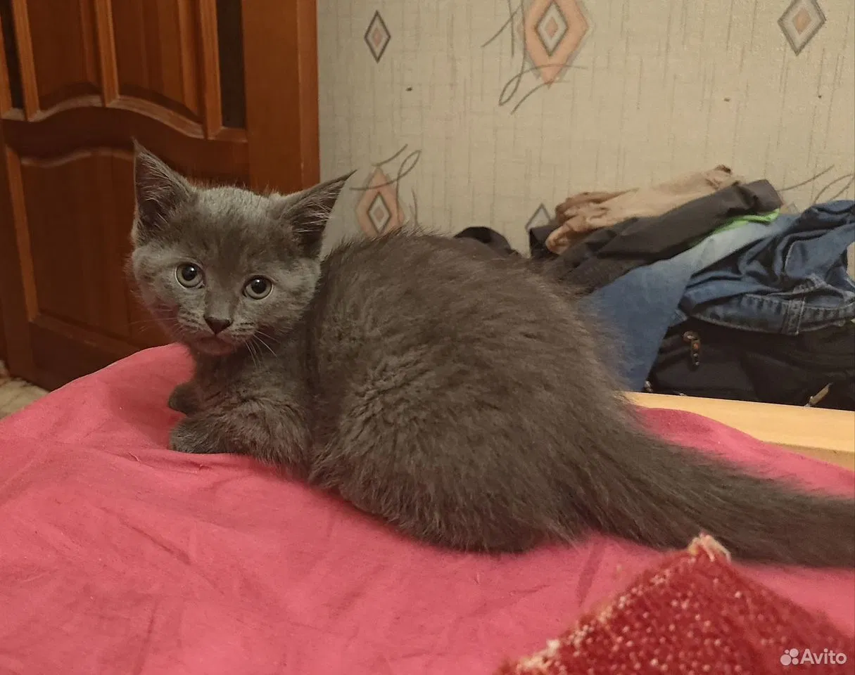 Котёнок в добрые руки, Липецк