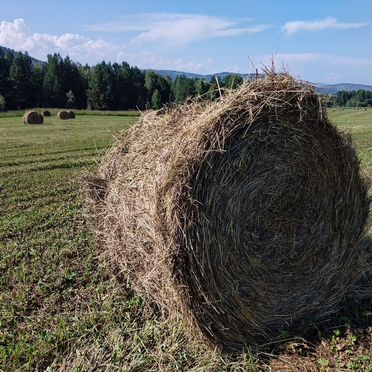 Сено в тюках