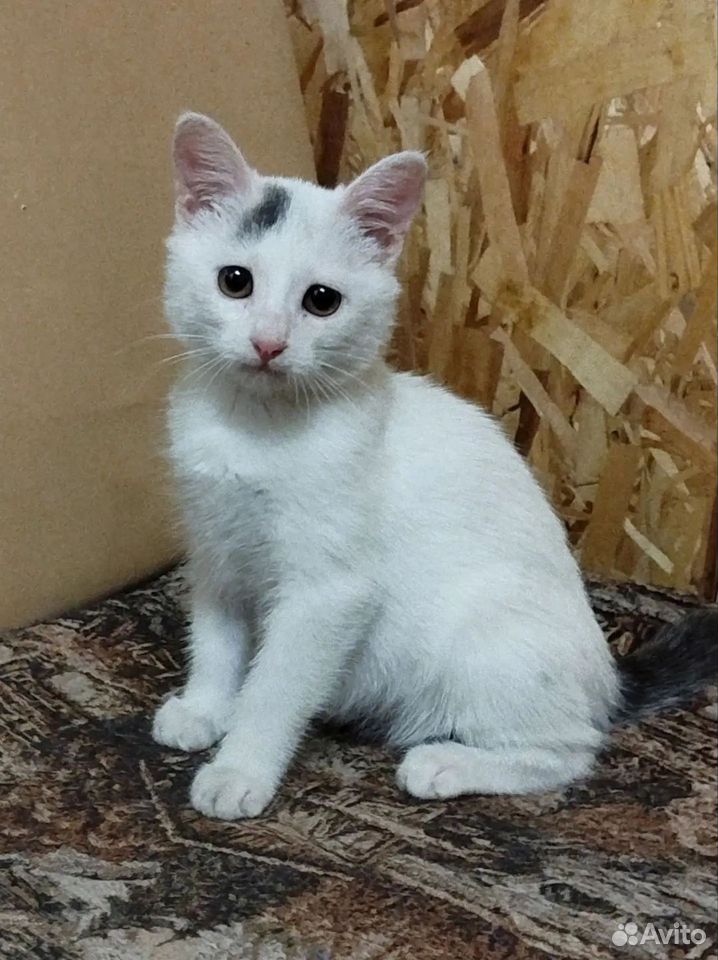 Котёнок в добрые руки, Тюмень