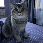 Шотландский прямоухий короткошёрстный кот, вязка